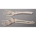 Skeletons And More Skeletons and More SM372D Forearms  Left and Right SM372D